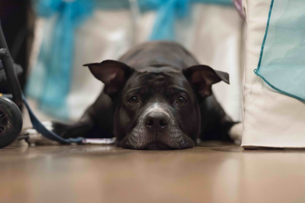 Ways to include your dog in your wedding - tired dog laying on floor