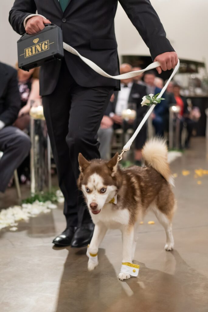 Ways to Include Your Dog in Your Wedding - Ring dog