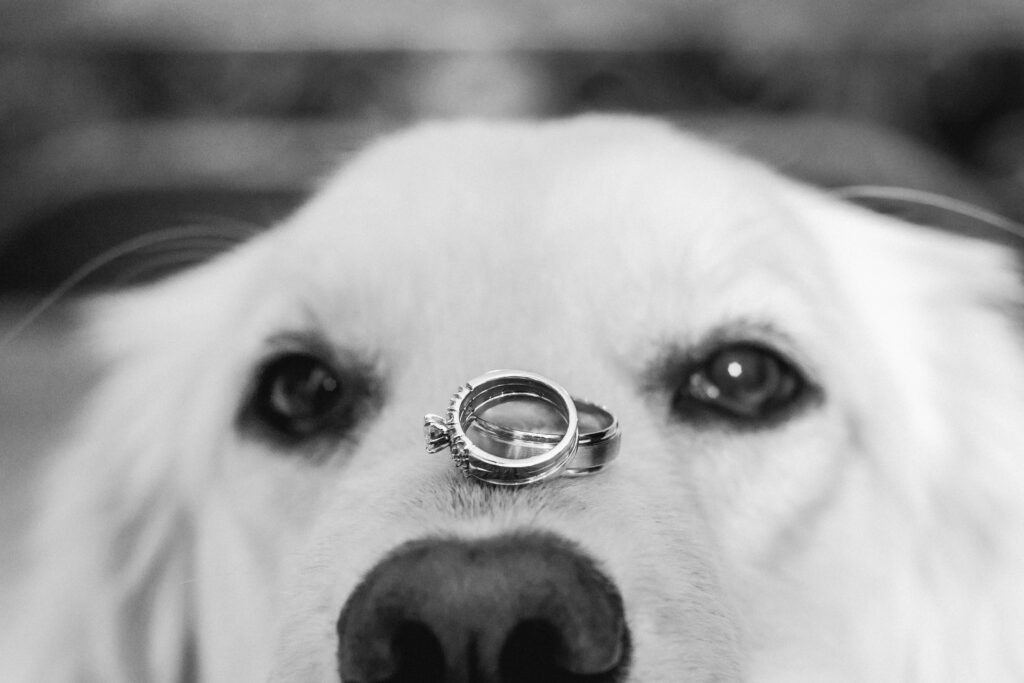 Ways to Include Your Dog in Your Wedding - wedding rings on dog's nose